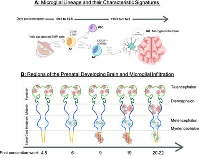 Emerging Developments in Human Induced Pluripotent Stem Cell-Derived Microglia: Implications for Modelling Psychiatric Disorders With a Neurodevelopmental Origin